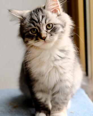 Gatti siberiani. Cucciolo