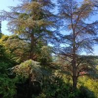 Due alberi cedro del libano.