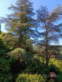 Due alberi cedro del libano.