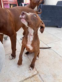 Pit Bull