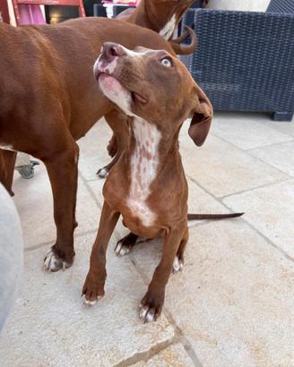 Pit Bull