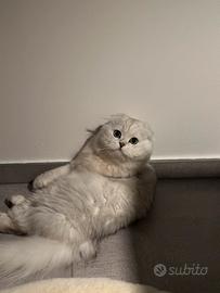 Accoppiamento Scottish fold maschio