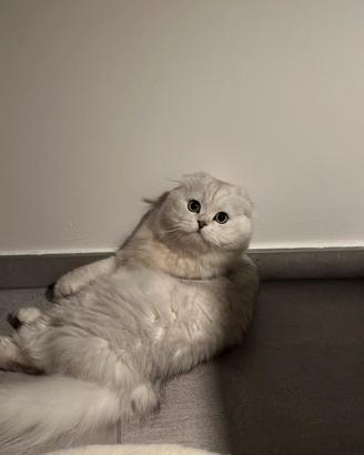 Accoppiamento Scottish fold maschio