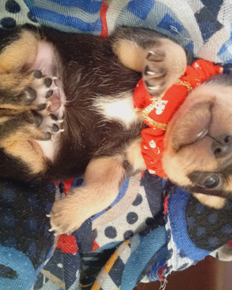 Chihuahua