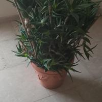 piante di aloe 