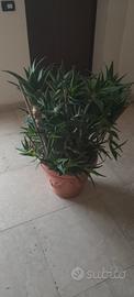 piante di aloe 