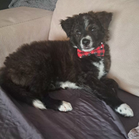 Meticcio di 5 mesi con chip vaccinato