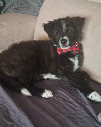 Meticcio di 5 mesi con chip vaccinato