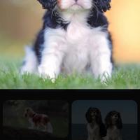 Cane cavalier king