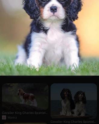 Cane cavalier king