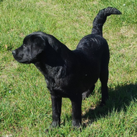 Cuccioli di labrador retriever