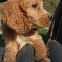 Cocker #cockerspaniel