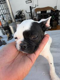 Bulldog francese maschietto