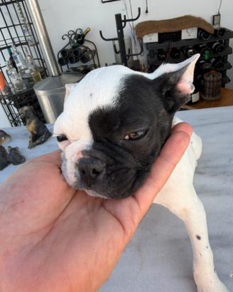 Bulldog francese maschietto
