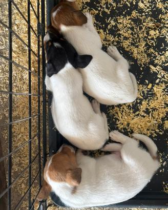 Cuccioli Jack Russel