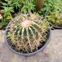 ECHINOCACTUS GRUSONI,CUSCINO DELLA SUOCERA 