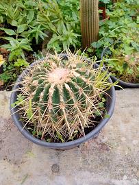 ECHINOCACTUS GRUSONI,CUSCINO DELLA SUOCERA 