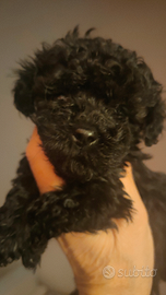 BARBONCINA FEM. Nera