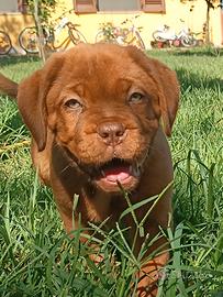 Cuccioli Dogue de Bordeaux