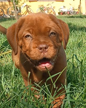 Cuccioli Dogue de Bordeaux