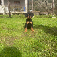 Rottweiler cuccioli