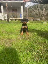 Rottweiler cuccioli