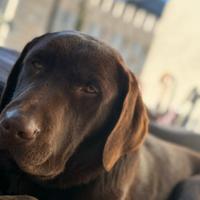 Labrador chocolate