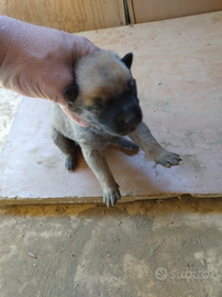 Cuccioli dì cani razza malinois