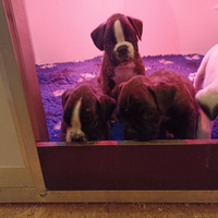 Boxer cuccioli