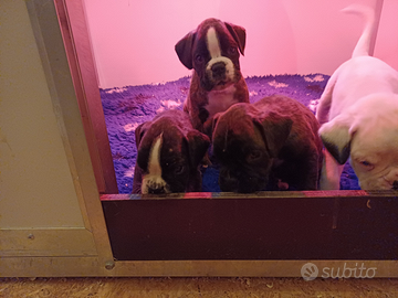 Boxer cuccioli