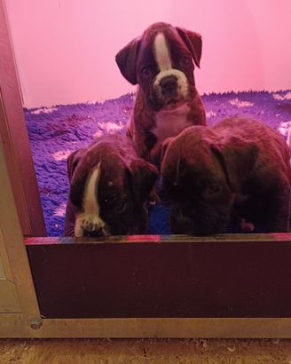 Boxer cuccioli
