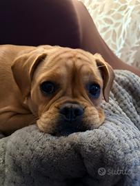 Incrocio con il bulldog francese