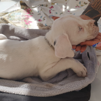 Dogo Argentino