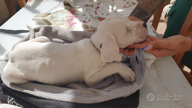 Dogo Argentino