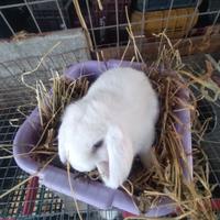 Coniglietti ariete nani