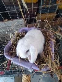 Coniglietti ariete nani