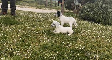 Cuccioli setter inglese