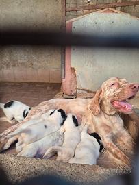 Cuccioli di setter inglese