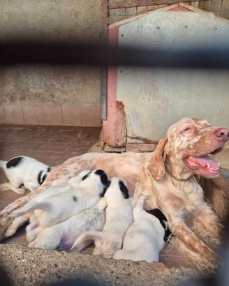 Cuccioli di setter inglese