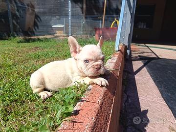 Bulldog francese