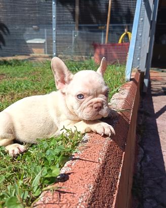 Bulldog francese