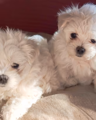 Cuccioli maltese coreano toy
