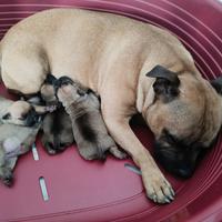 Cucciolo di Staffordshire bull terrier