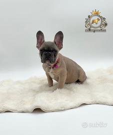 Incantevole bulldog francese blue Fawn