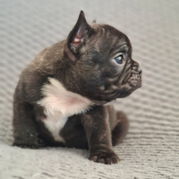 Bulldog Francese