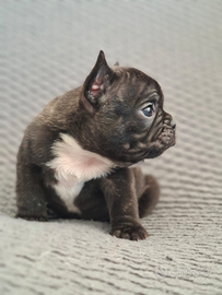 Bulldog Francese