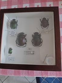 Bacheca entomologica