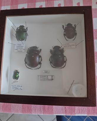 Bacheca entomologica