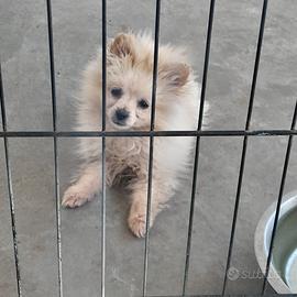 Spitz tedesco femmina 4 mesi taglia mini