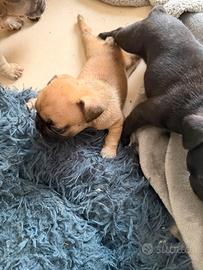 cucciolo francese 